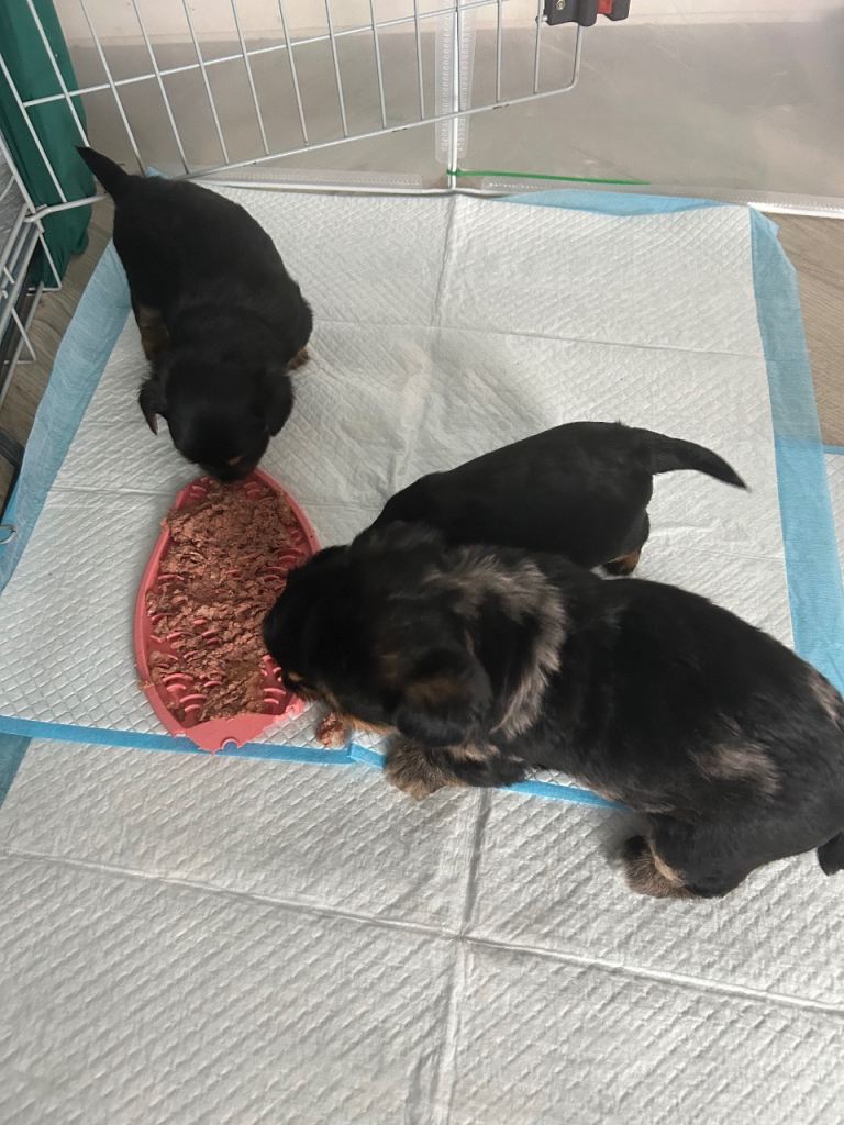 Yorkshire Terrier puppies 