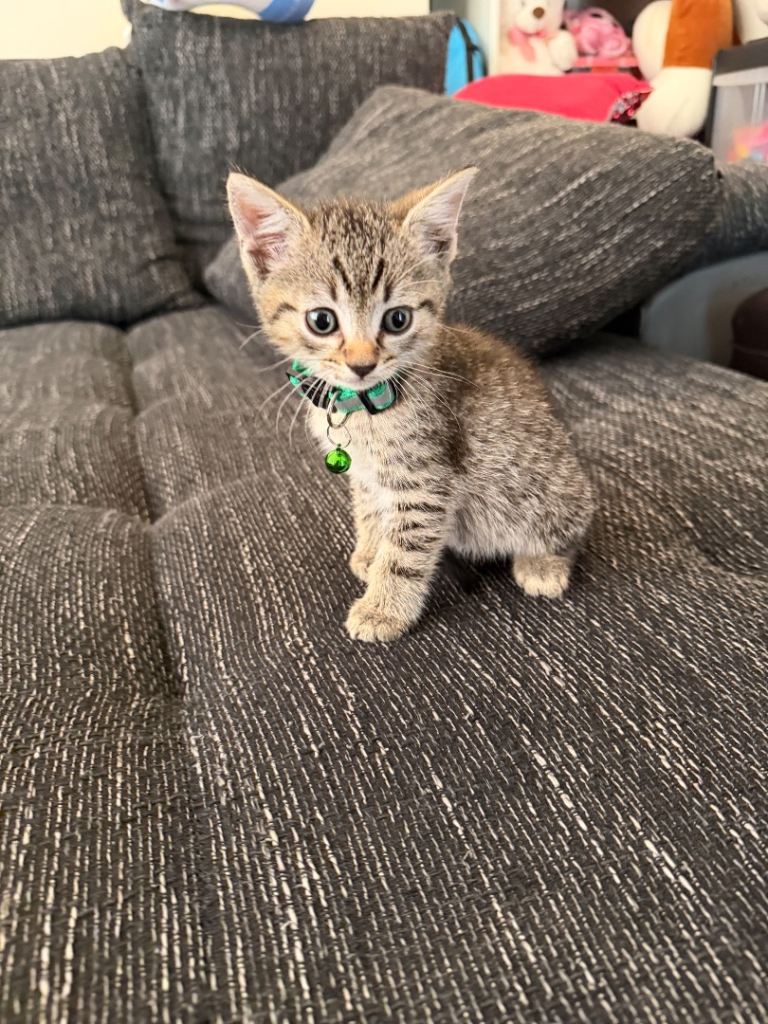 lovely kitten