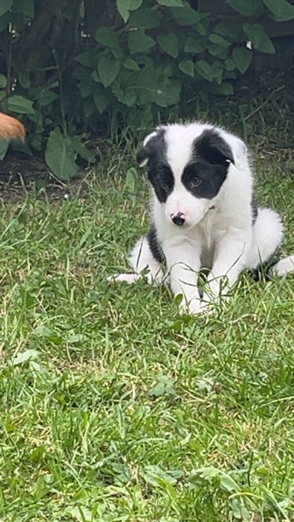 pup 