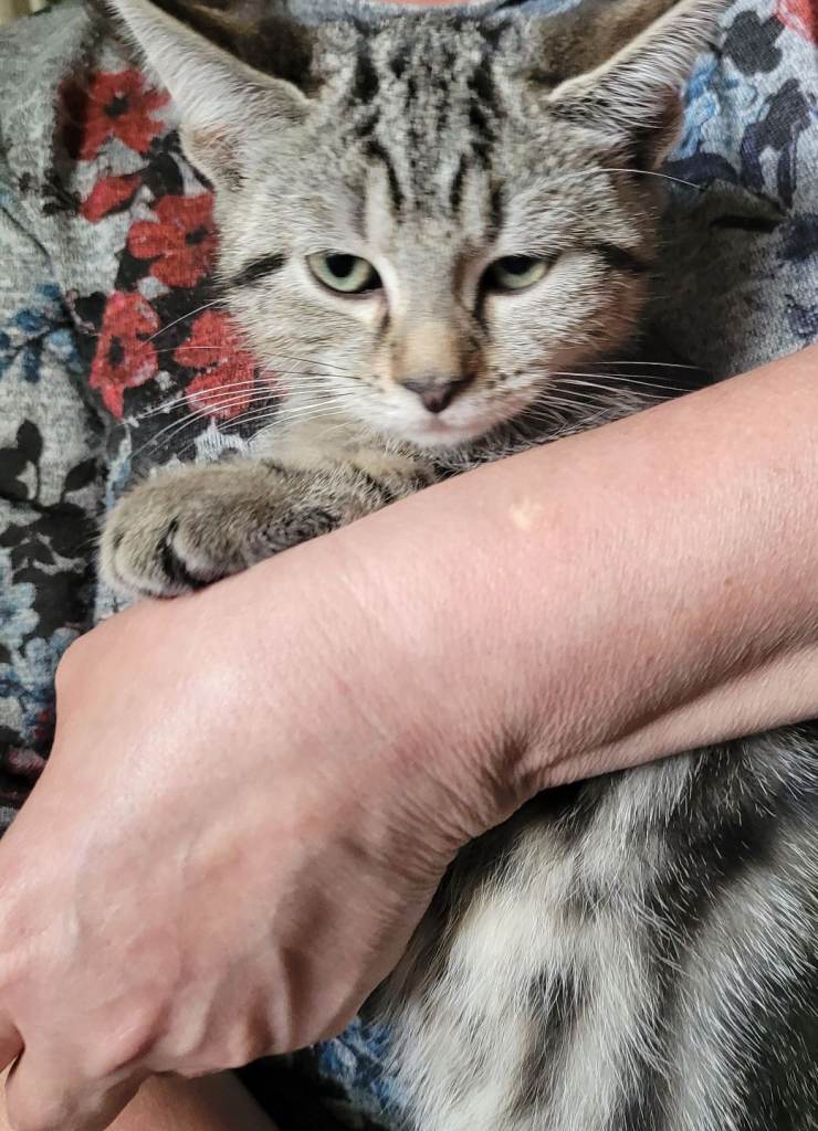 Two Beautiful kittens 