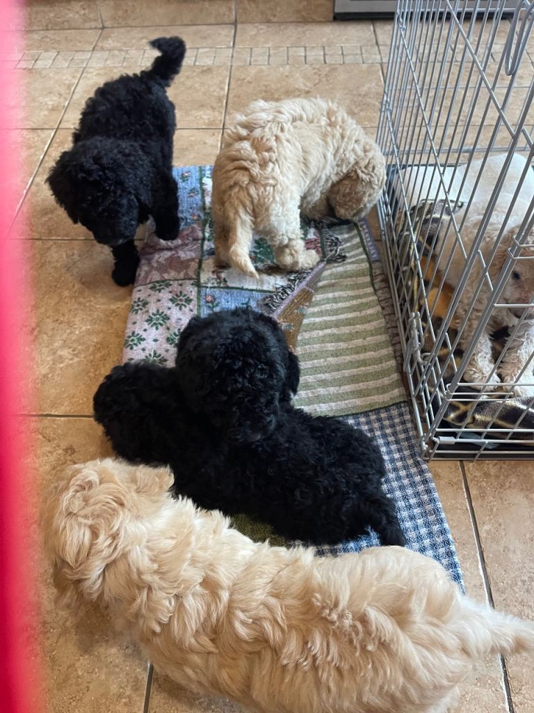 Labradoodle Puppy for sale