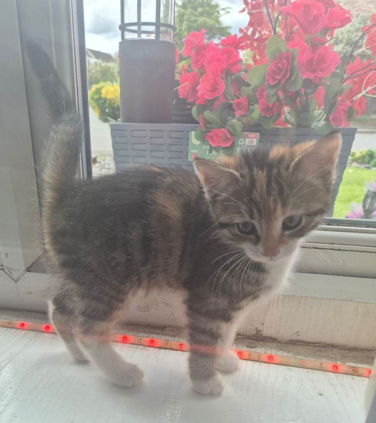 Female mixed colour  kitten 