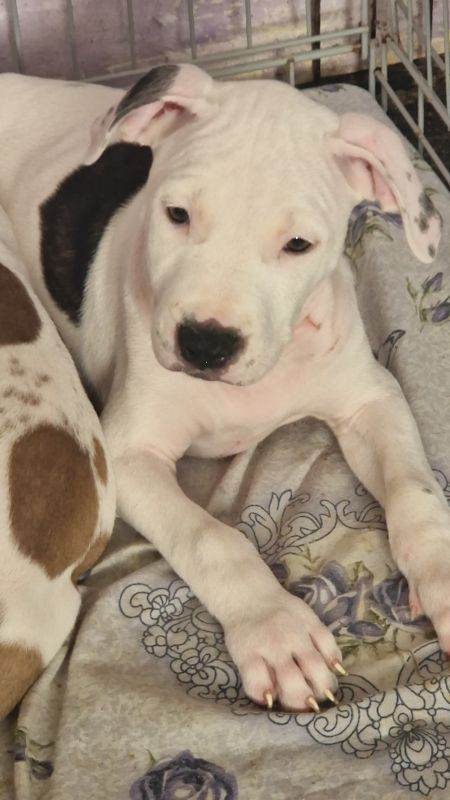 Only 1 Staffordshire puppies left! 🐶❤️