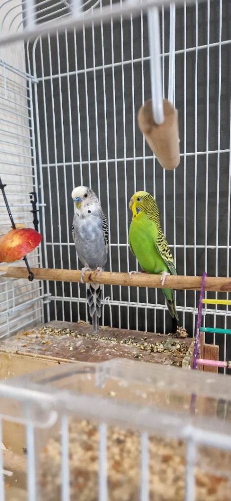 2 Budgies with large cage