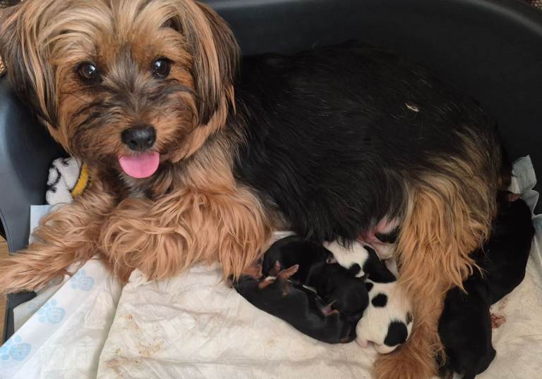 Yorkshire/Biewier terrier puppies 