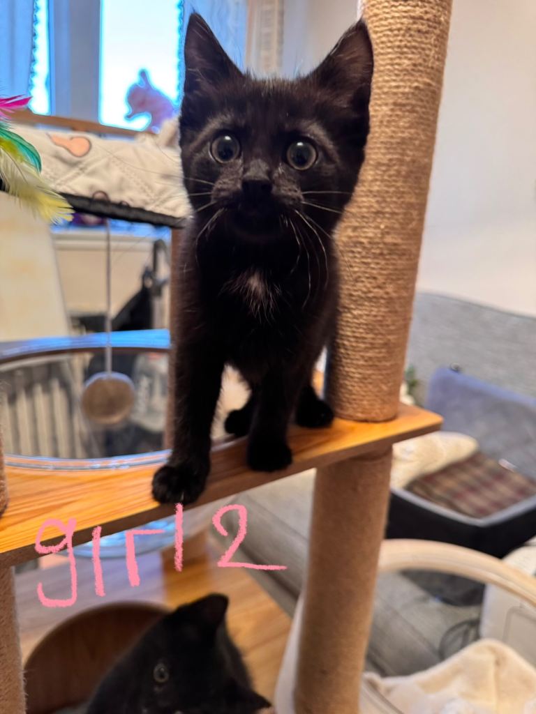 5 Maine Coon x Domestic Shorthair Kittens – 2 Boys, 3 Girls – Loving Homes Only