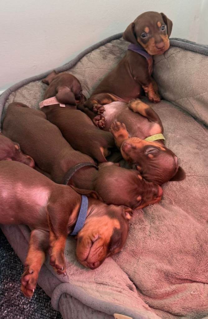 Gorgeous dachshunds ready for new homes