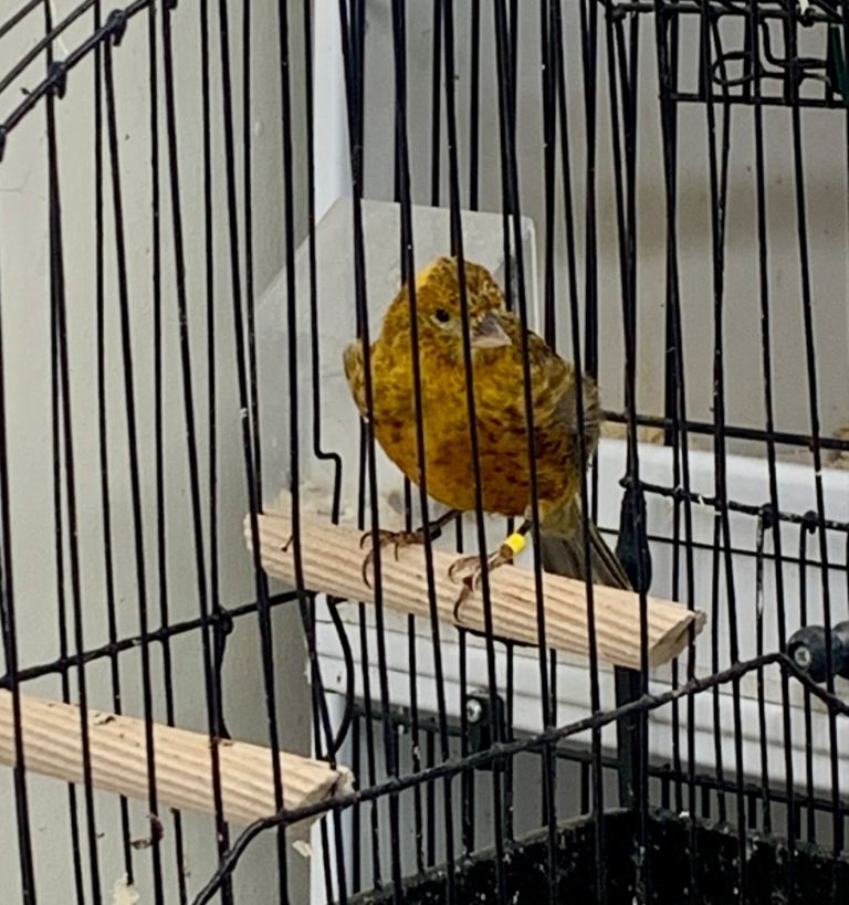 Show Quality Lizard Canaries