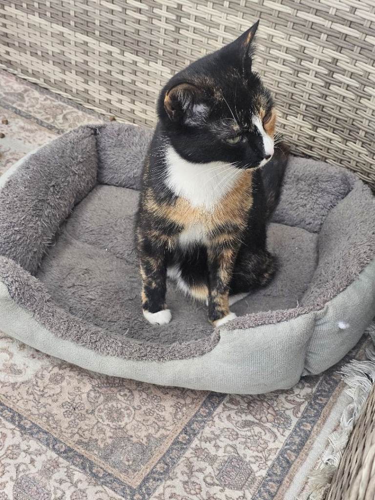 Cat Domestic shorthair