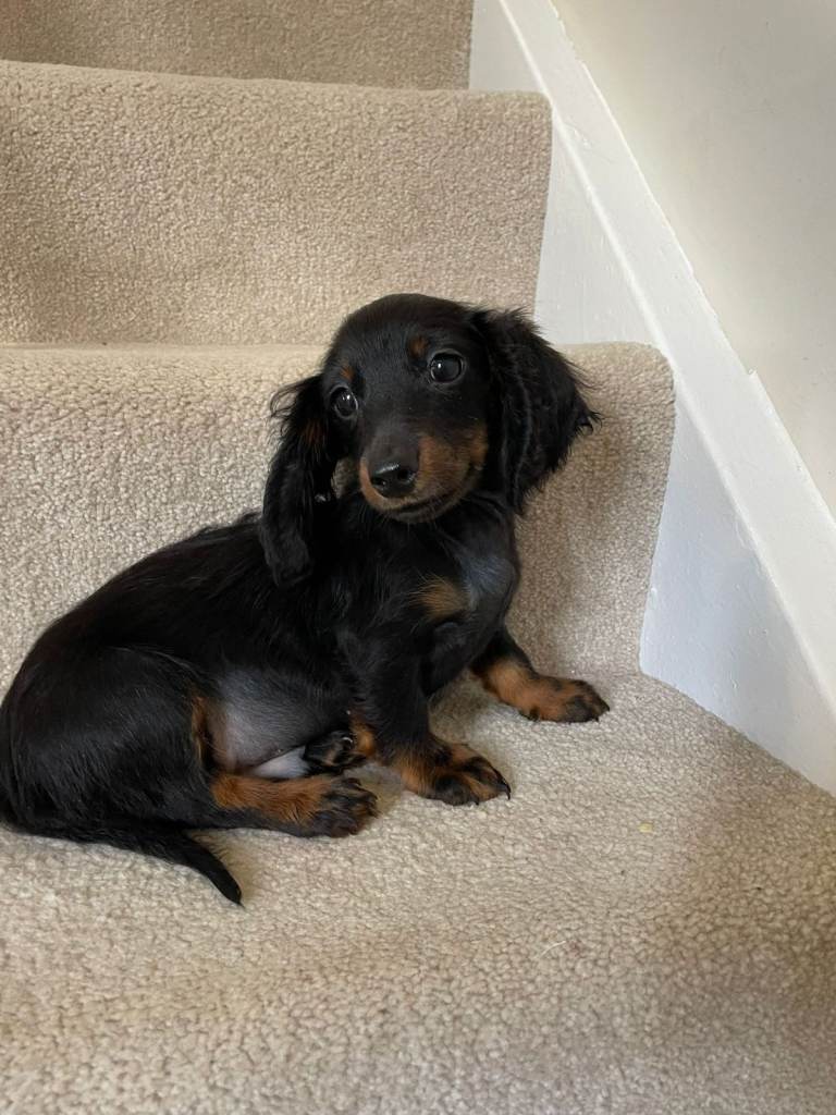 Miniature dachshund 