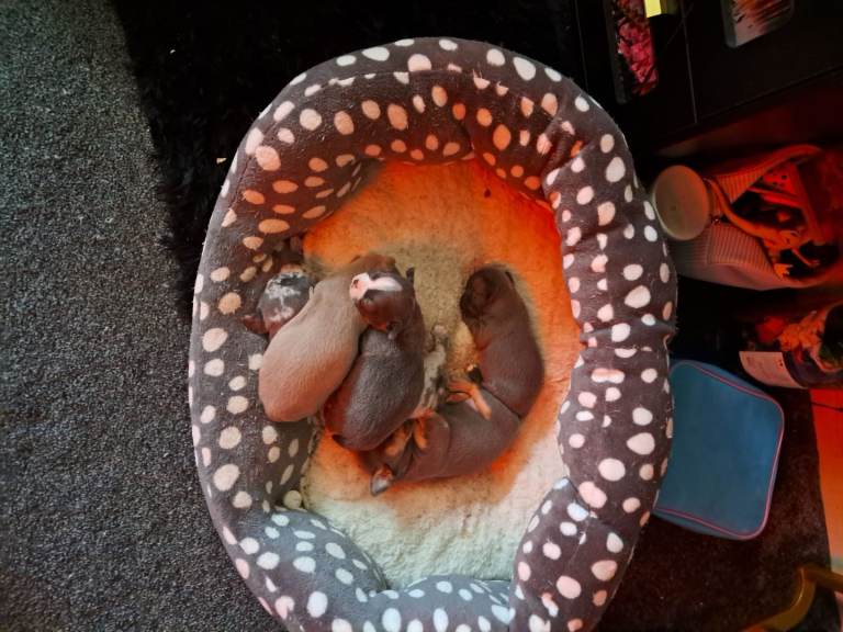 You can  see mum and dad in the  plctures. Come and see  THEM  lf you  want a puppy