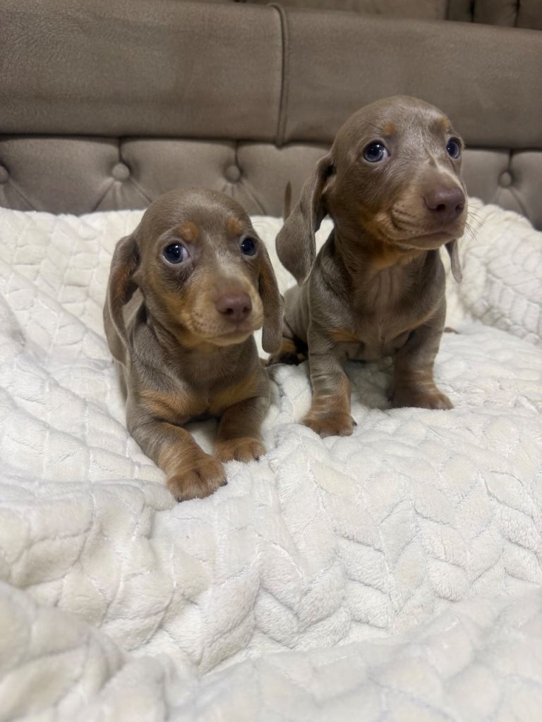Dachshund 