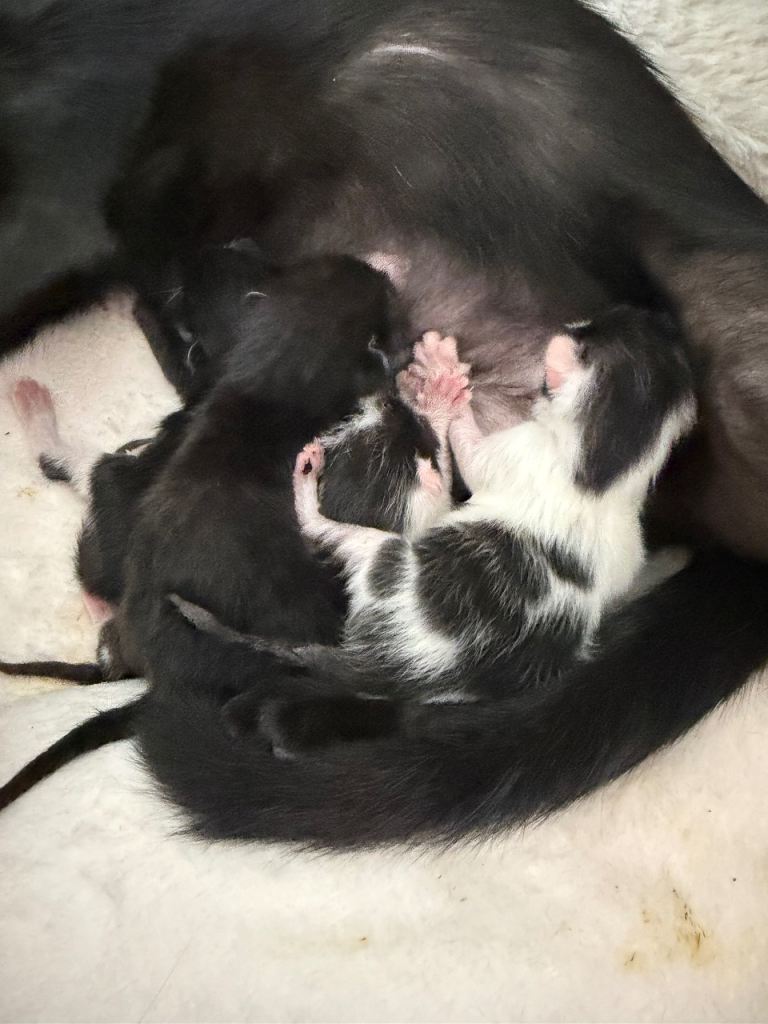 Kittens