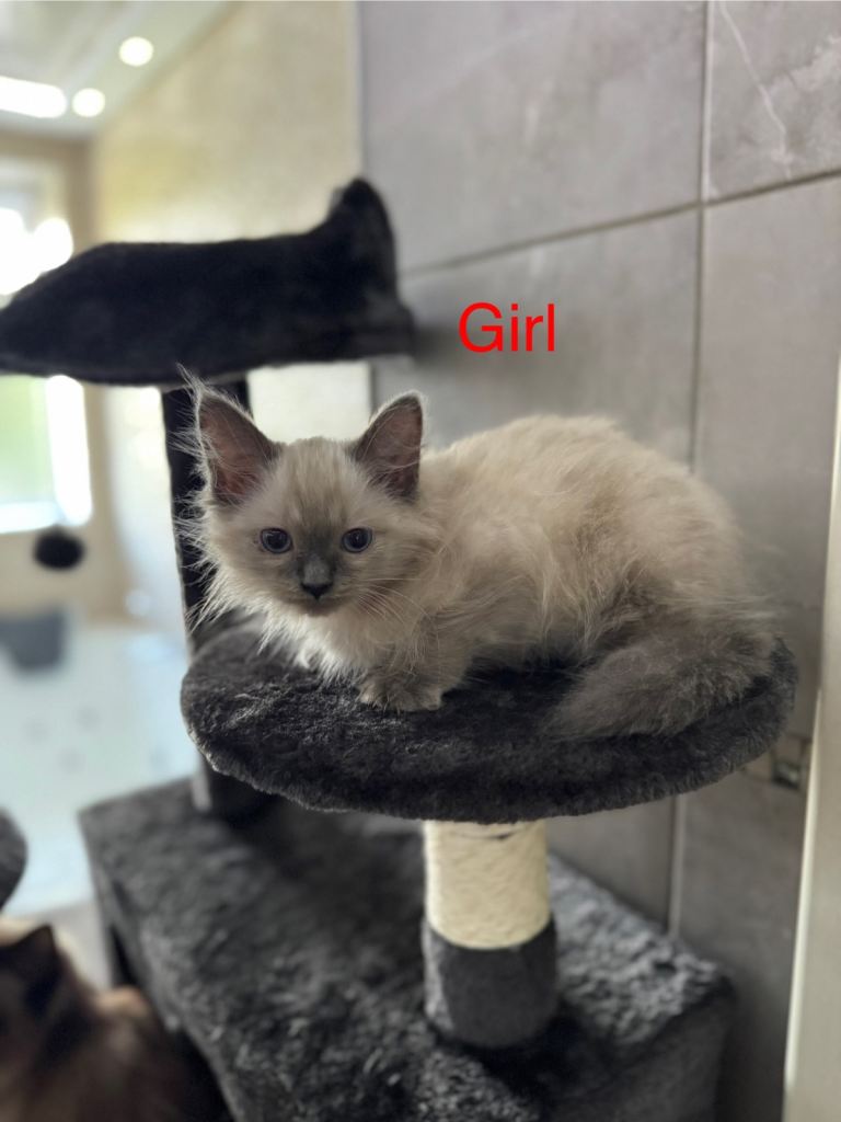 Pure Ragdoll kitten 