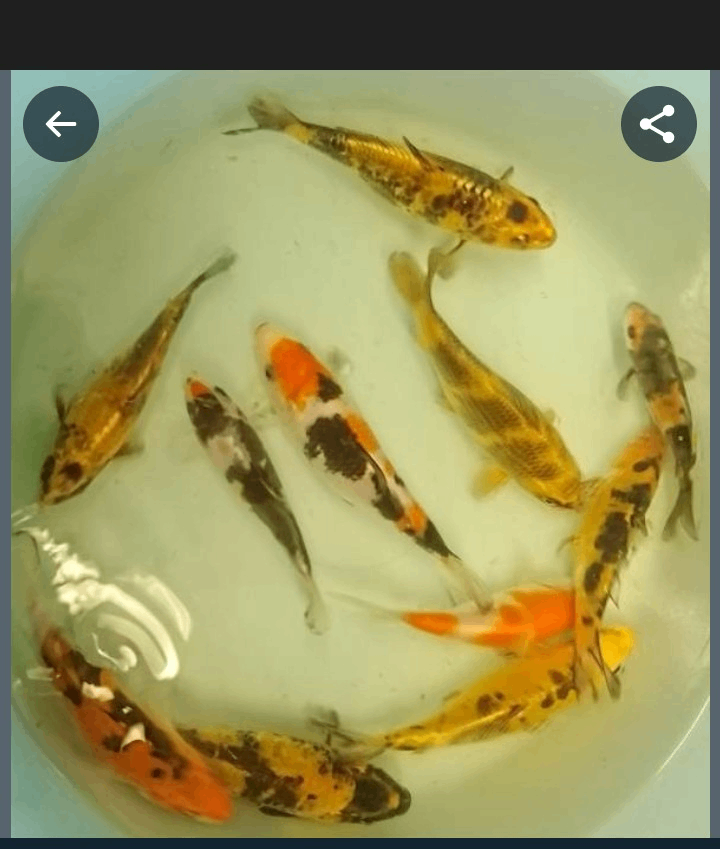 Koi carp