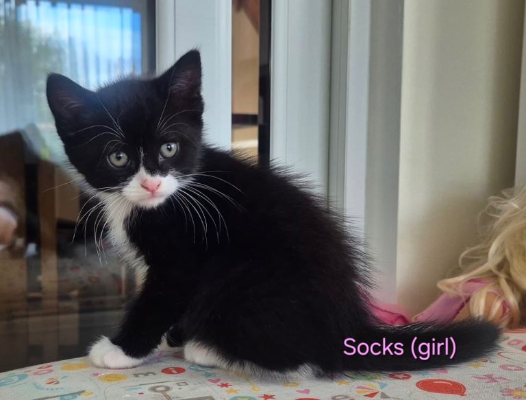 🐾💕 GORGEOUS FLUFFY KITTENS LOOKING FOR THEIR FOREVER HOMES 💕🐾