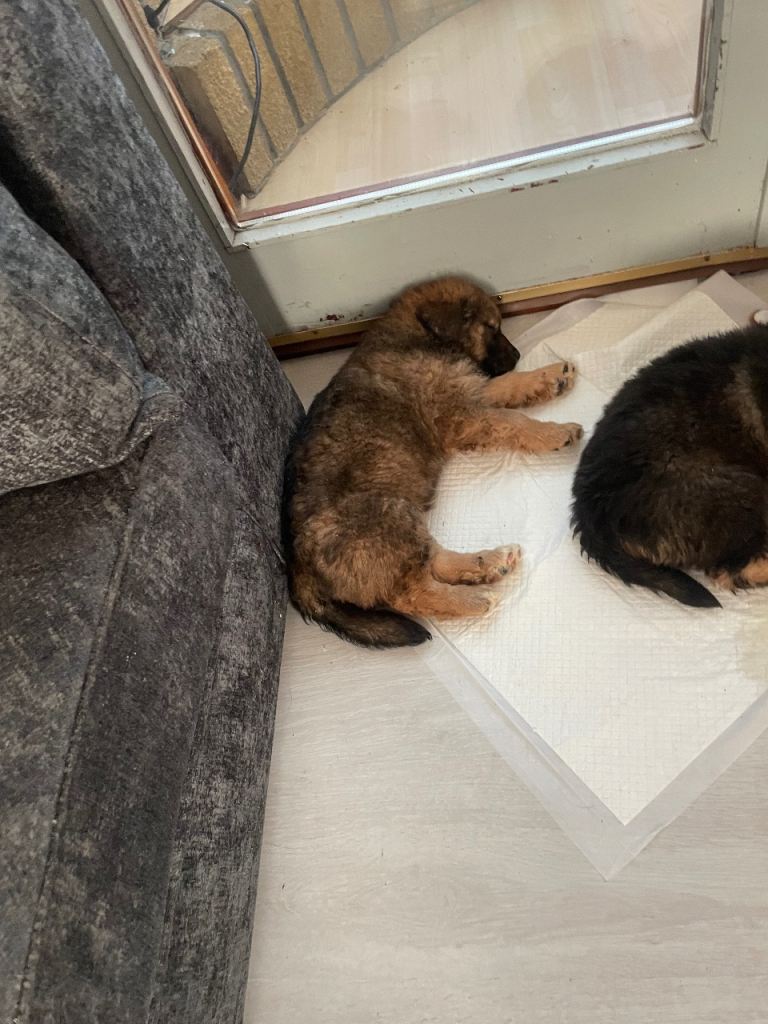 1 male Malkita puppy left, ready for forever home