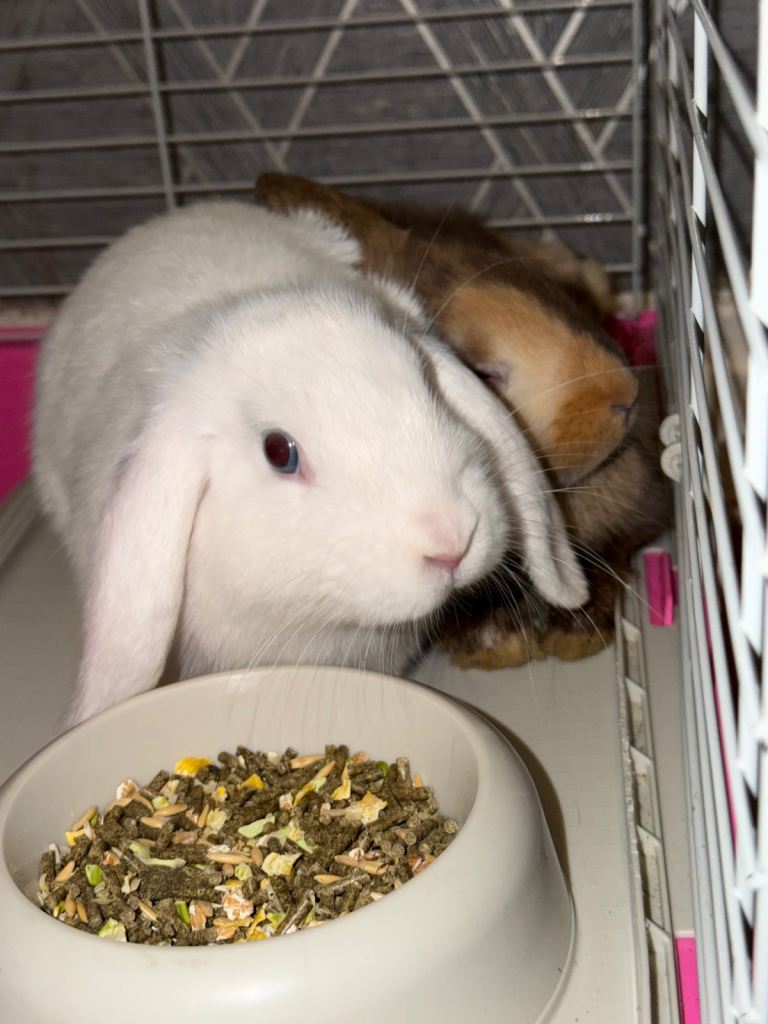 Rabbits with cage