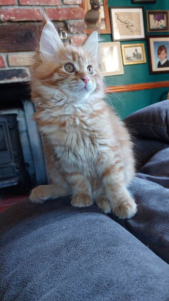 Pretty Maine Coon Kitten 