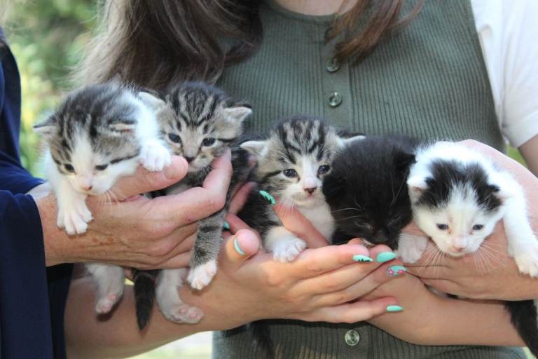 5 friendly kittens ready for their forever homes