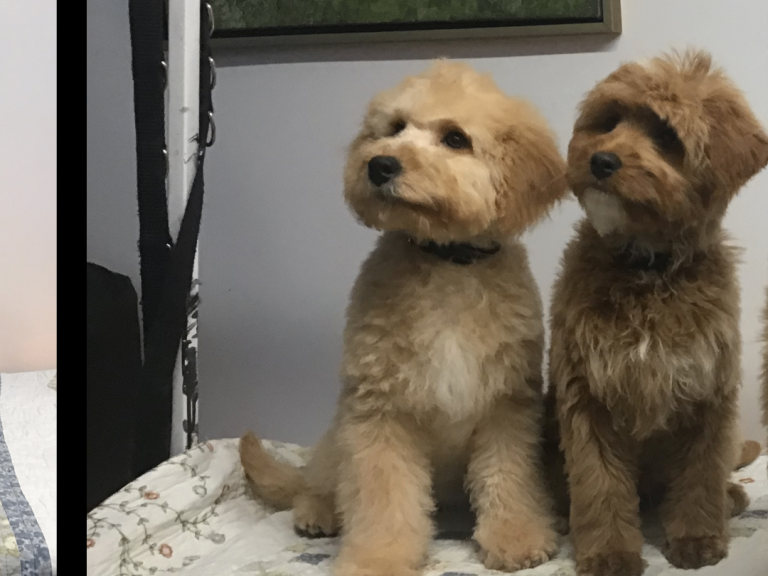 Rare Toy Bernedoodle’s for rehoming 