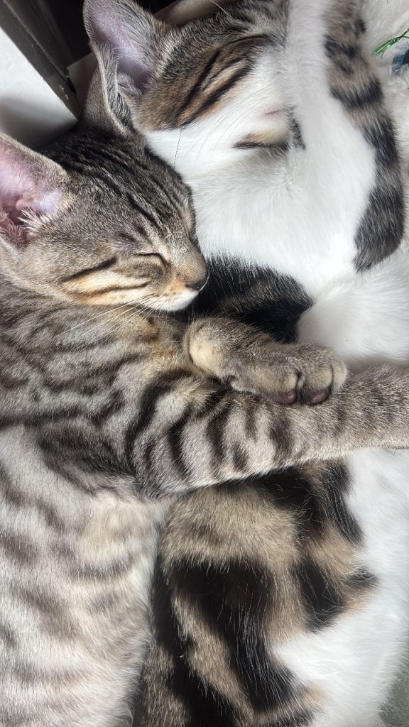 2 beautiful half Bengal boys