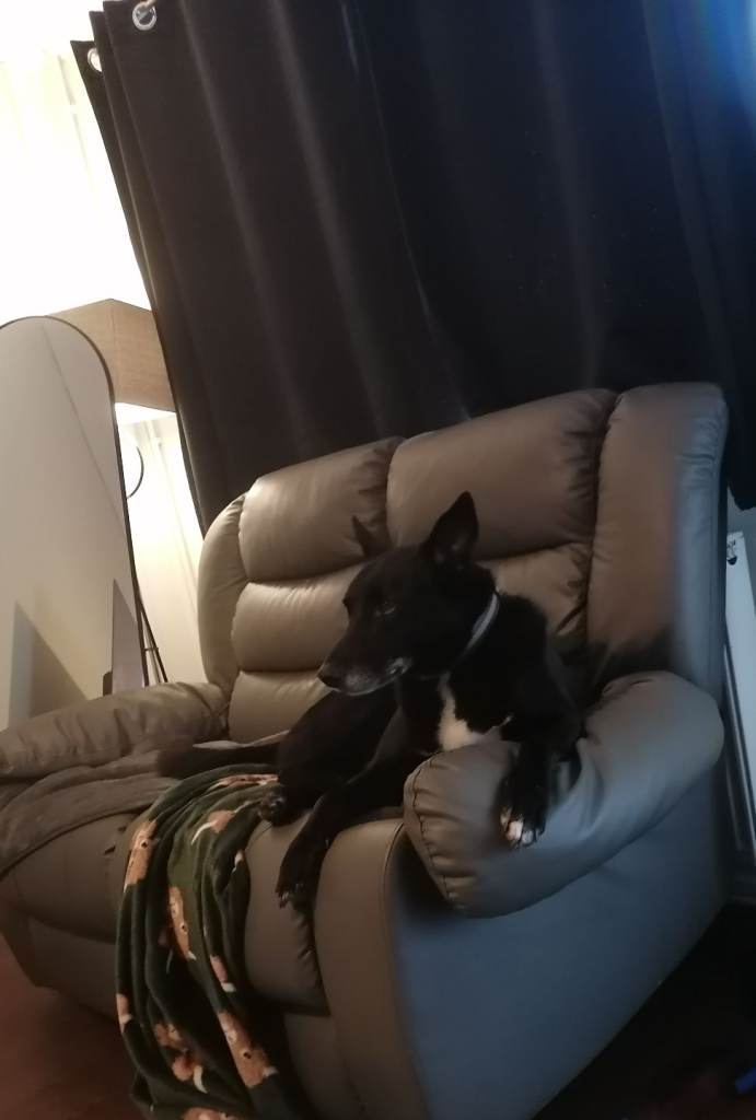 Collie 