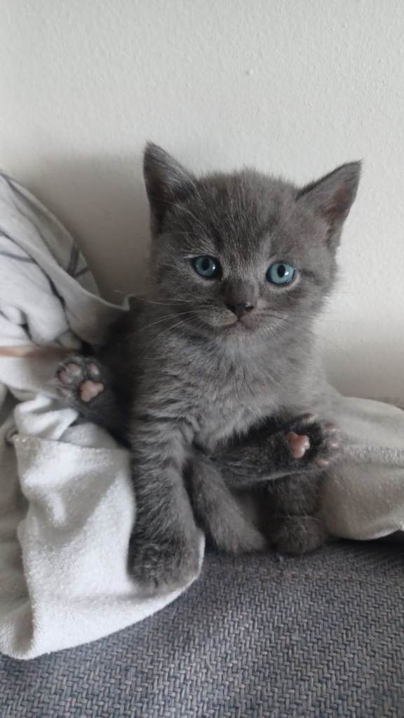 British shorthair kittens