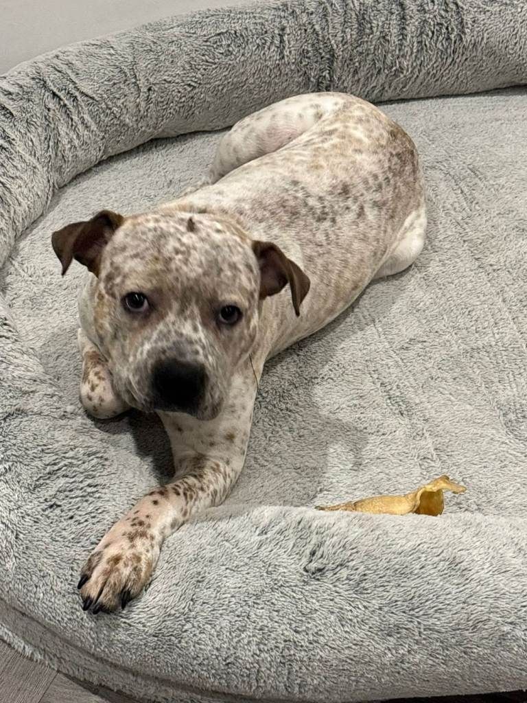 Bull mastiff cross American bully