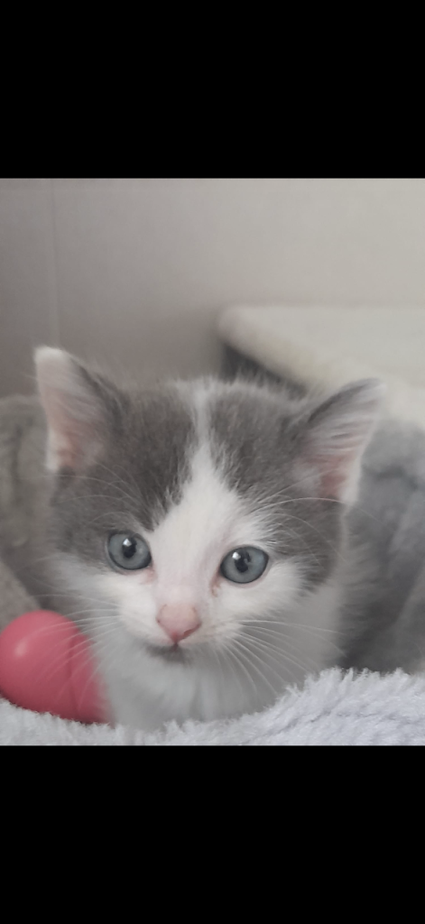 Ragdoll mix kittens