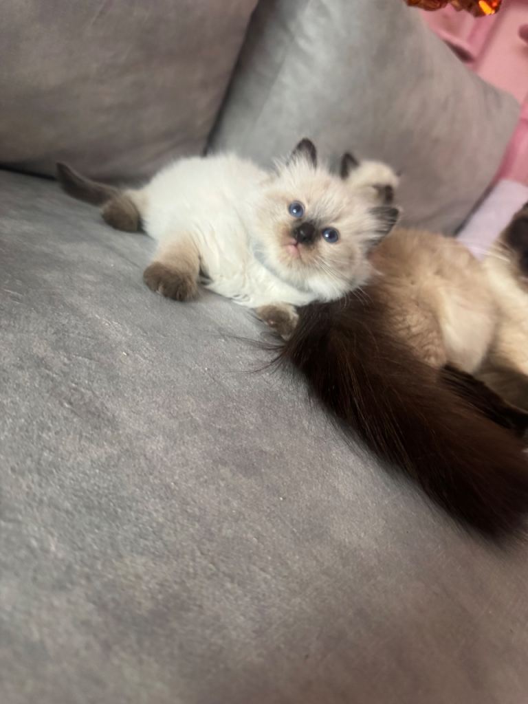 Ragdoll kittens