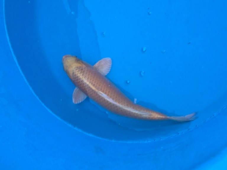 Koi carp/fish and pond Equipment for sale