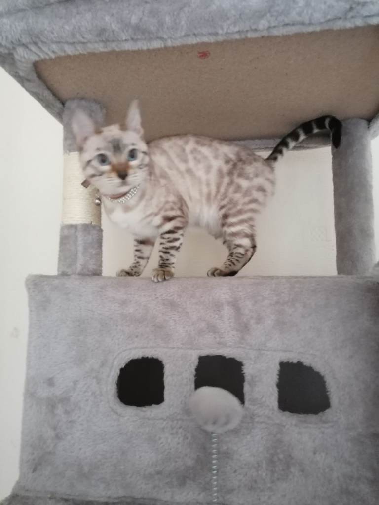 Glitter Snow linx bengal
