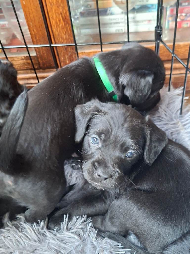 Miniature poodle cross frech bulldog puppies 