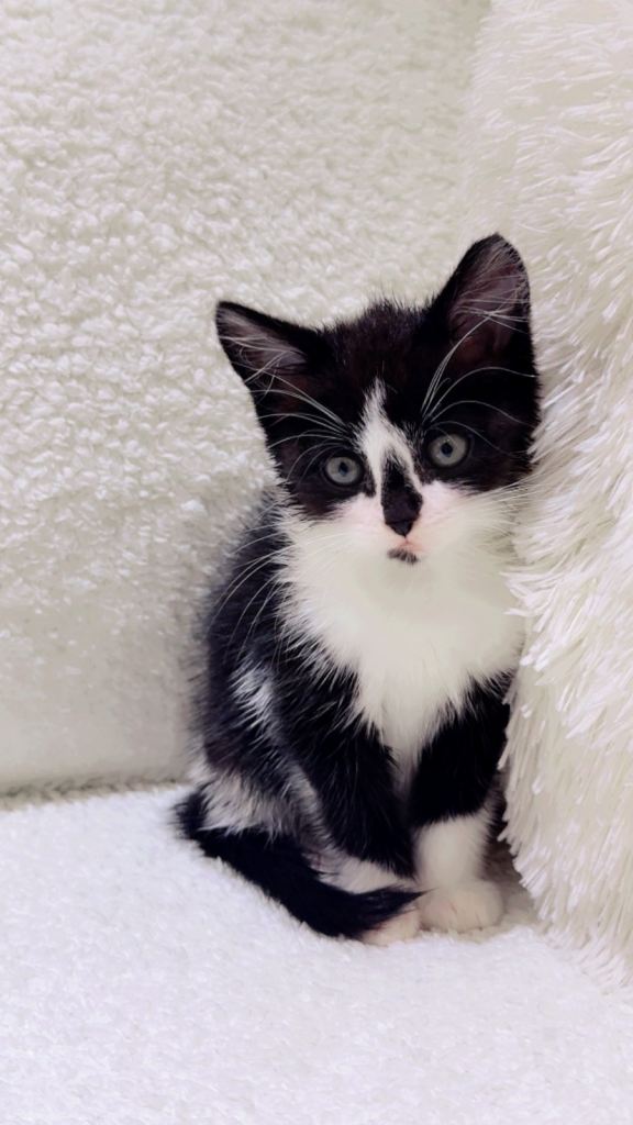 2 female cute kittens 