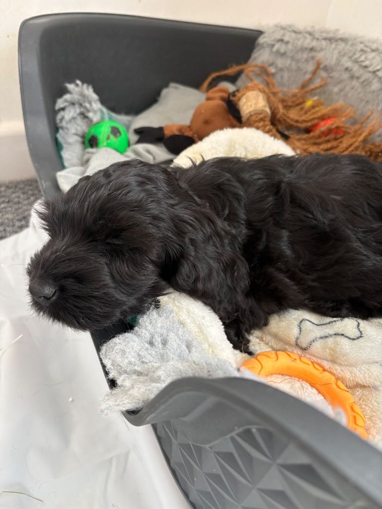 Cockapoo Puppies F1B