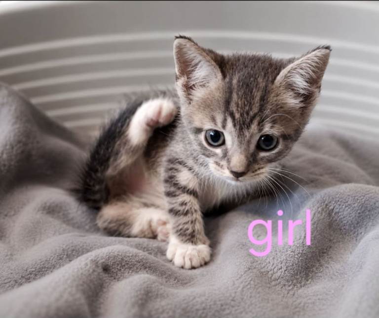 Persian cross kittens 
