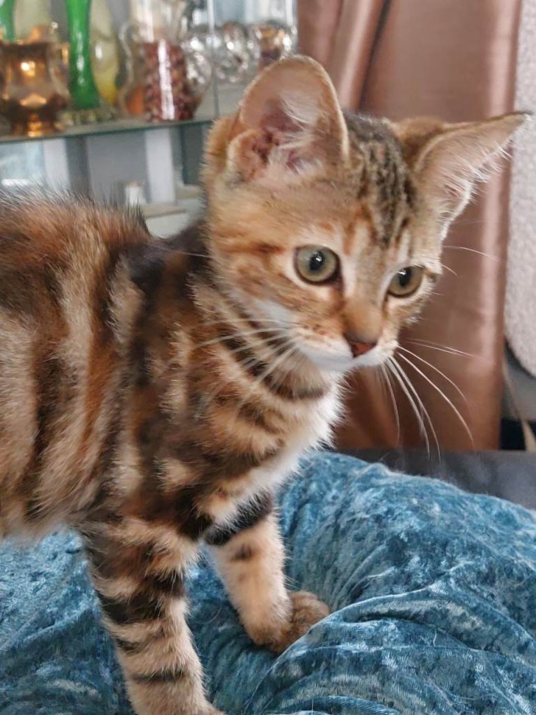 14 week old ginger Maine coon cross  kittens