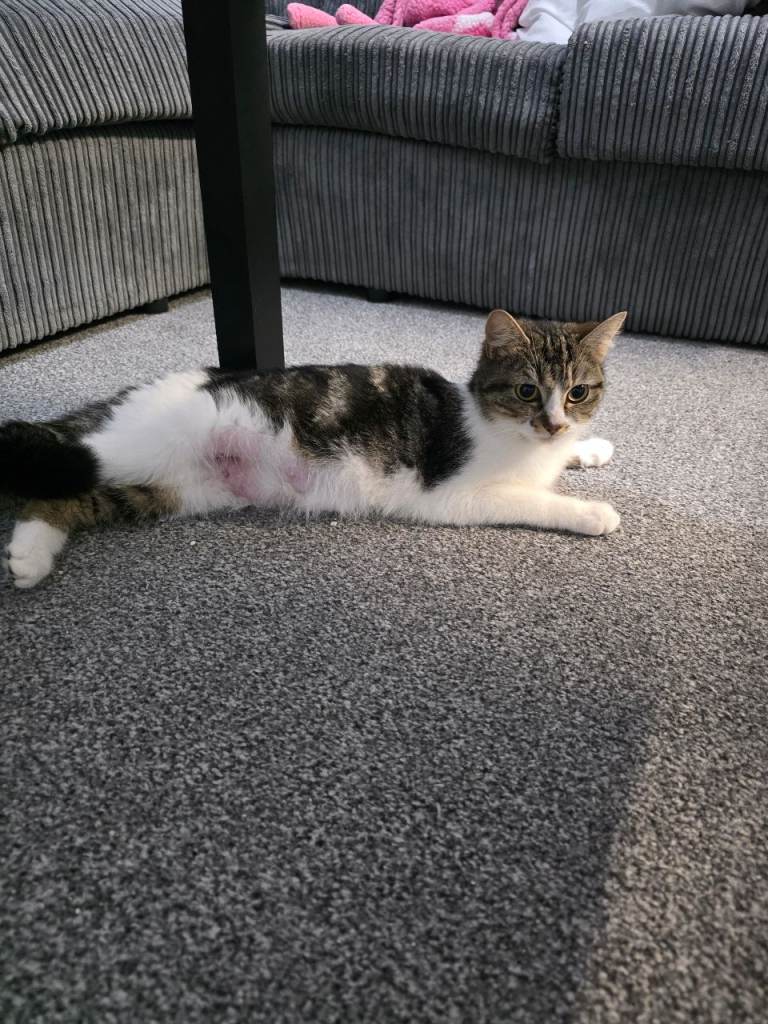Cat for sale