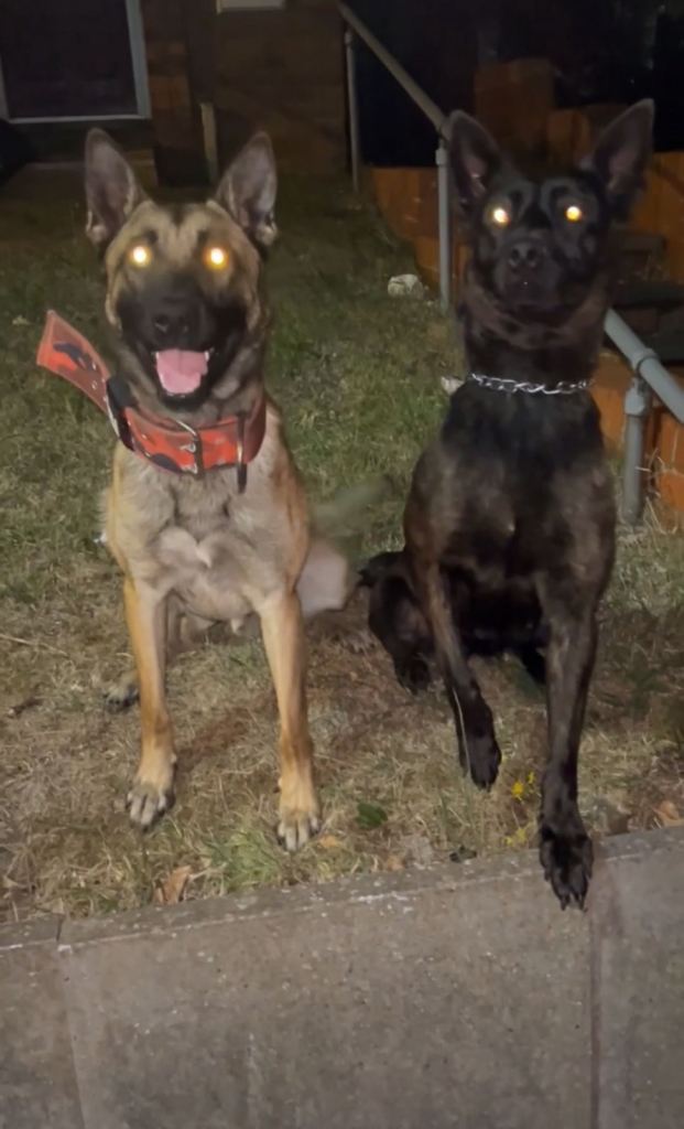 Dutch malinois puppies - 13/12/2025 ready 