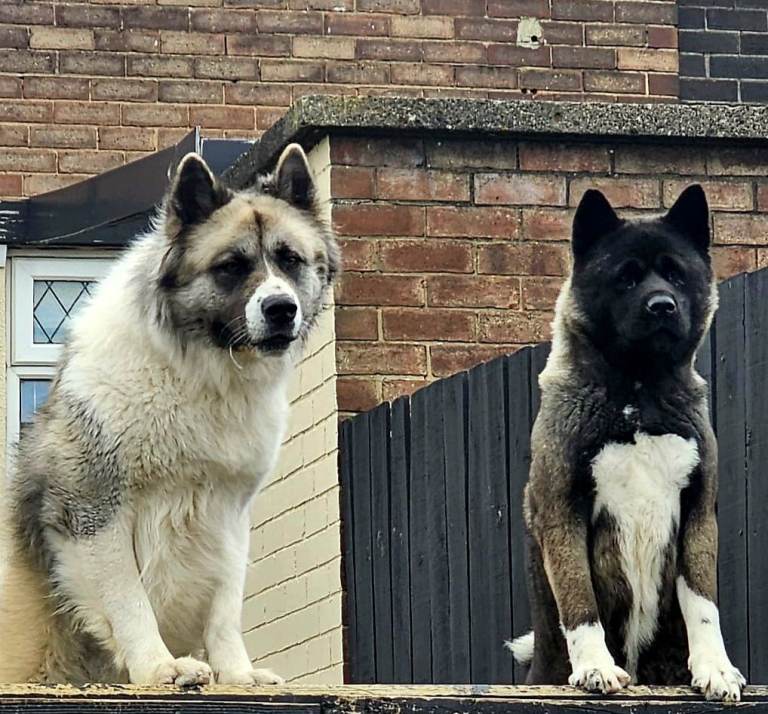 Akita pups 