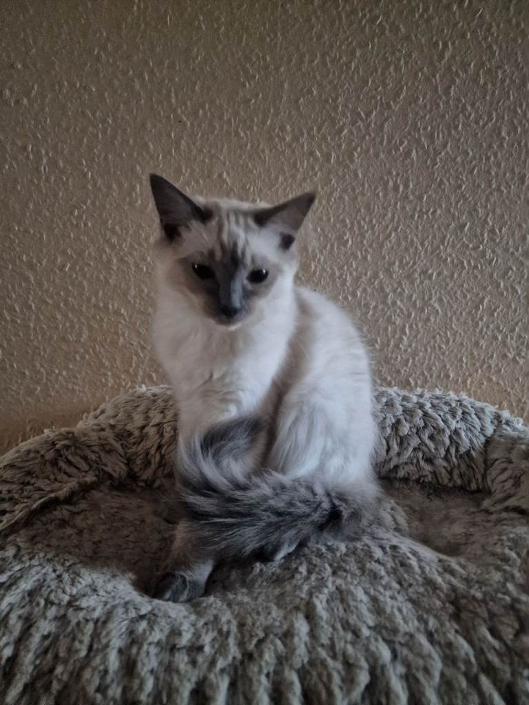 Ragdoll Kittens 😻