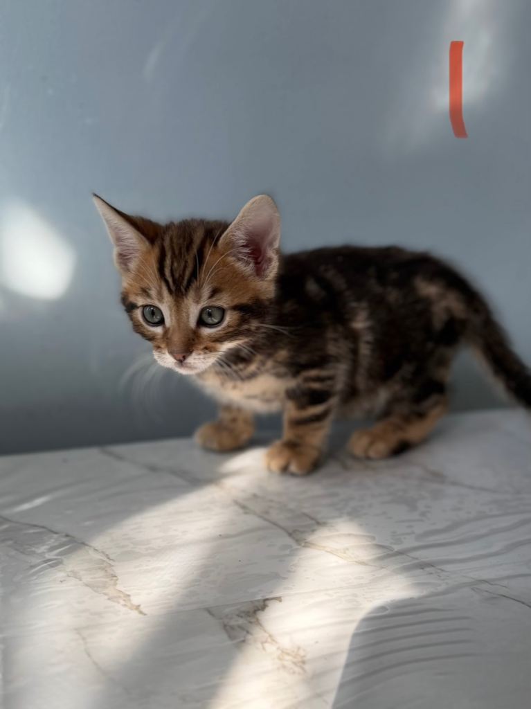 Mix Bengal kittens 