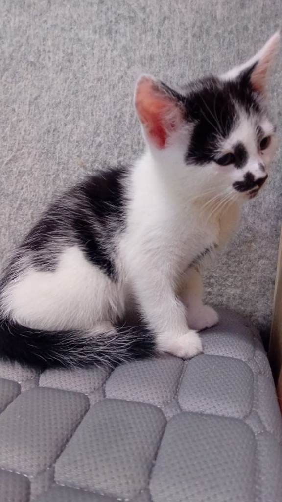 Friendly kitten