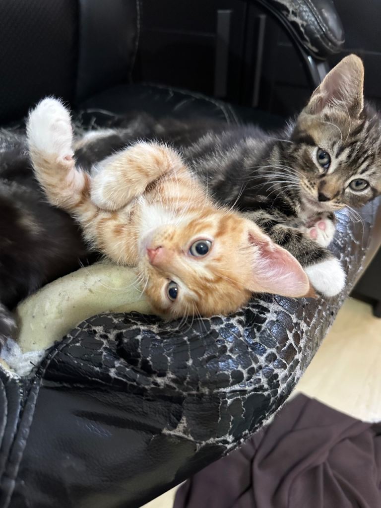 Adorable Kittens Looking for Their Forever Homes 🐾