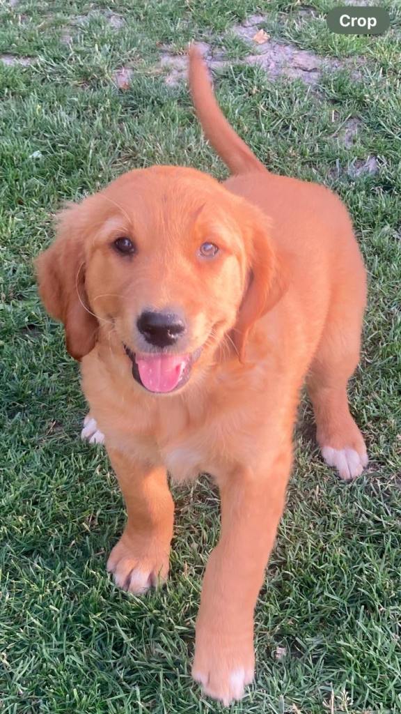 Gorgeous strong golden retriever pups