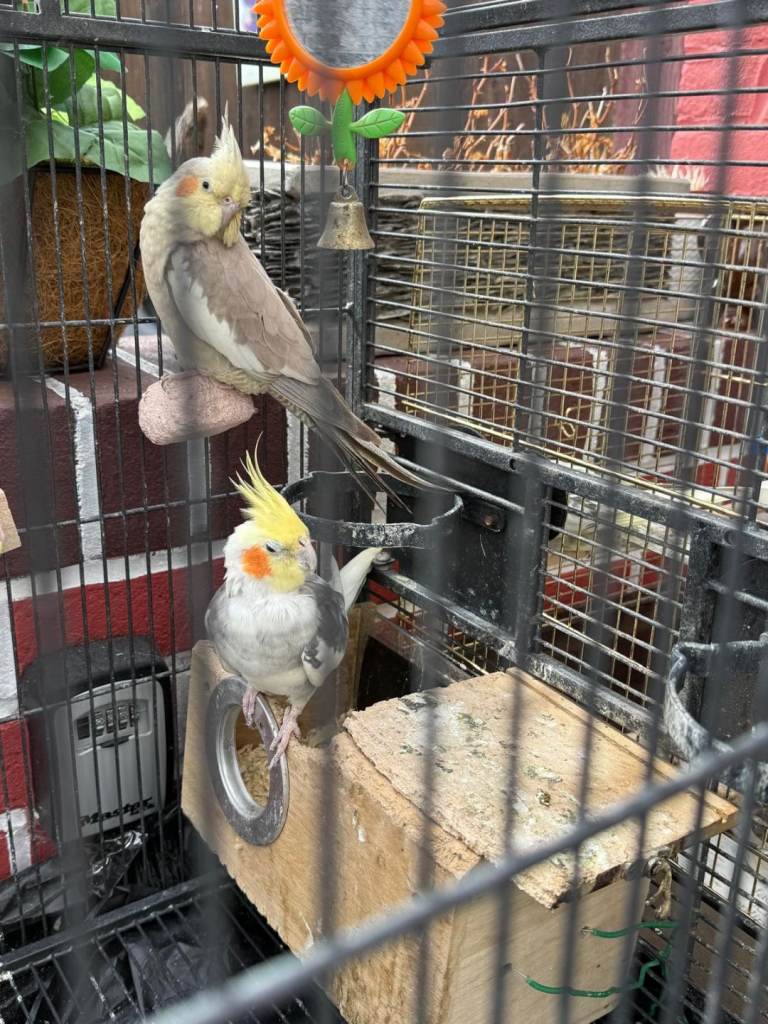 Cockatiel family with cage