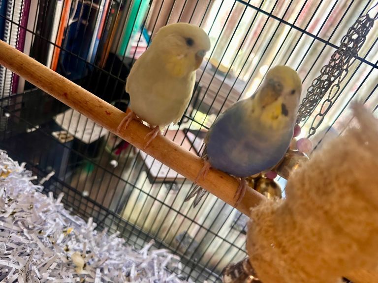 Bonded pair of budgies 5 months old £100