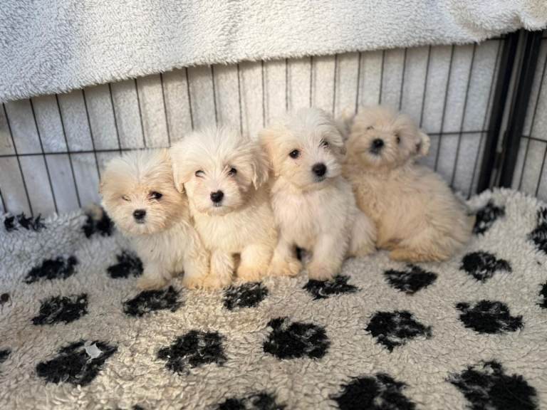 Cotonoodle puppys ready now 