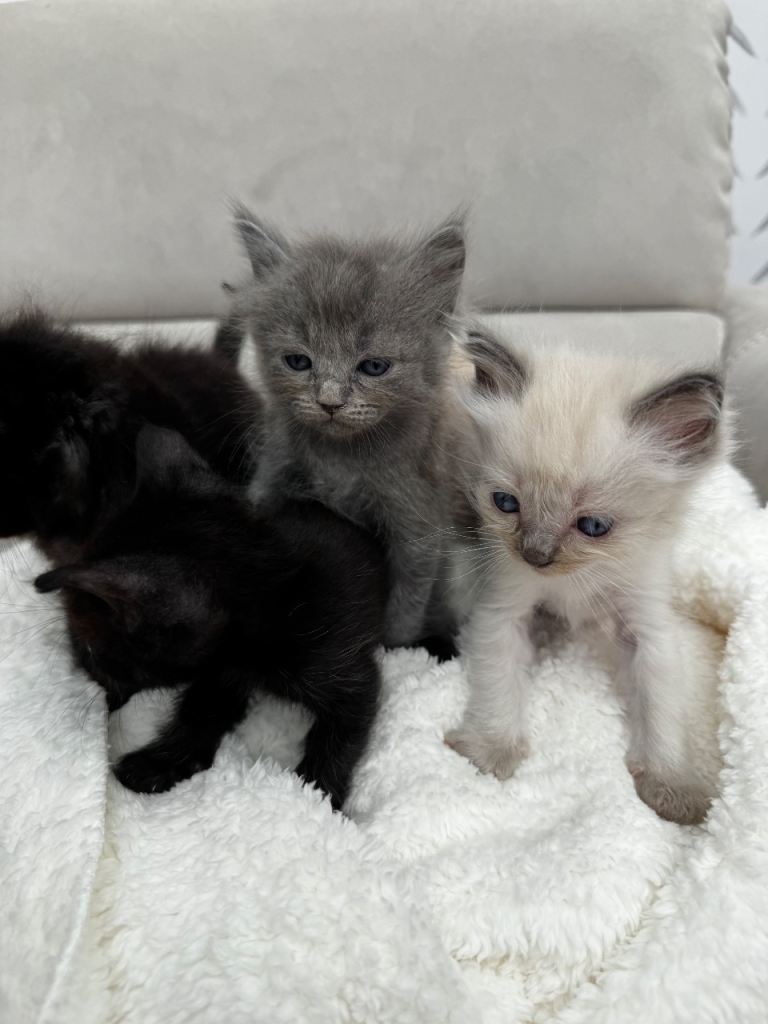 XRagdoll kittens 